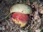 Sátántinóru (Rubroboletus satanas), Budai-hegység